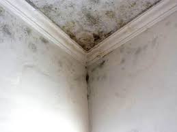 Best Real Estate Mold Inspection  in Raoul, GA